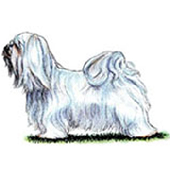Havanese - Click Image to Close
